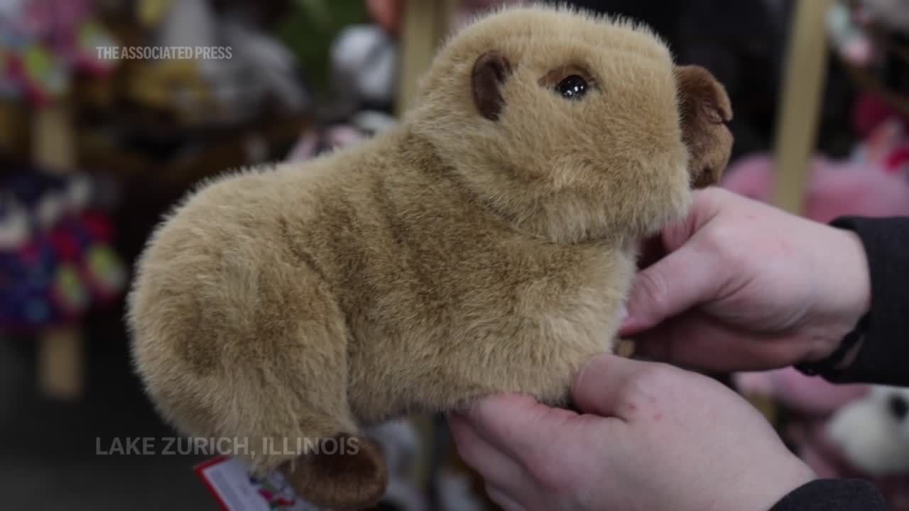 The world’s largest rodent is having a big moment in the toy aisle